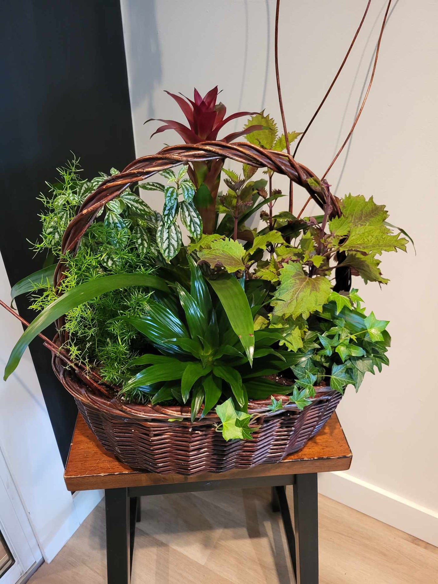 Jardin de plante avec guzmania