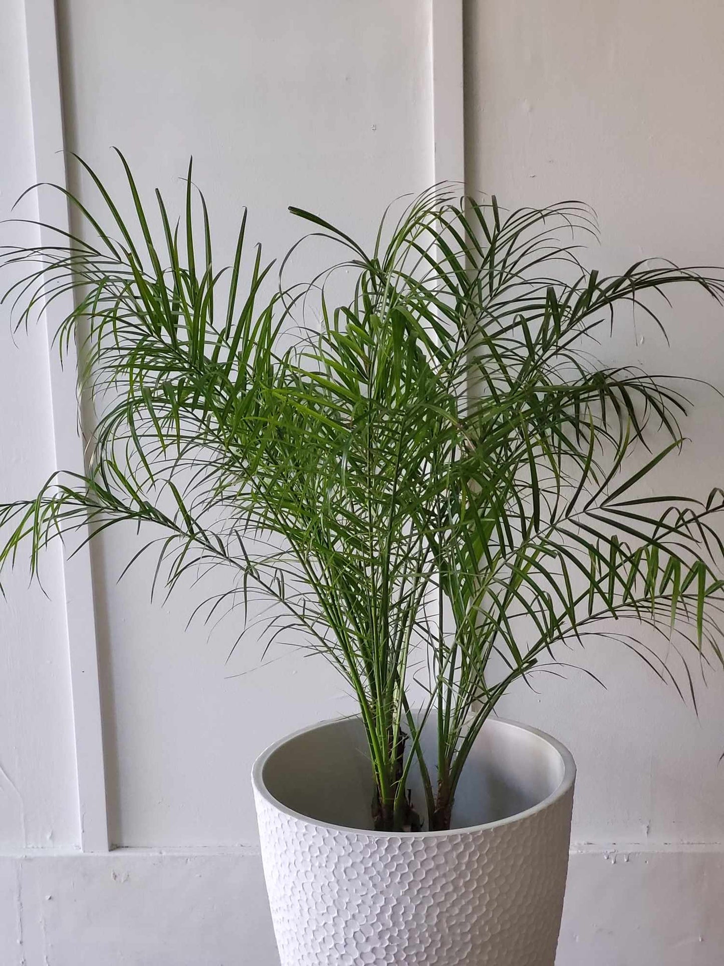 Areca