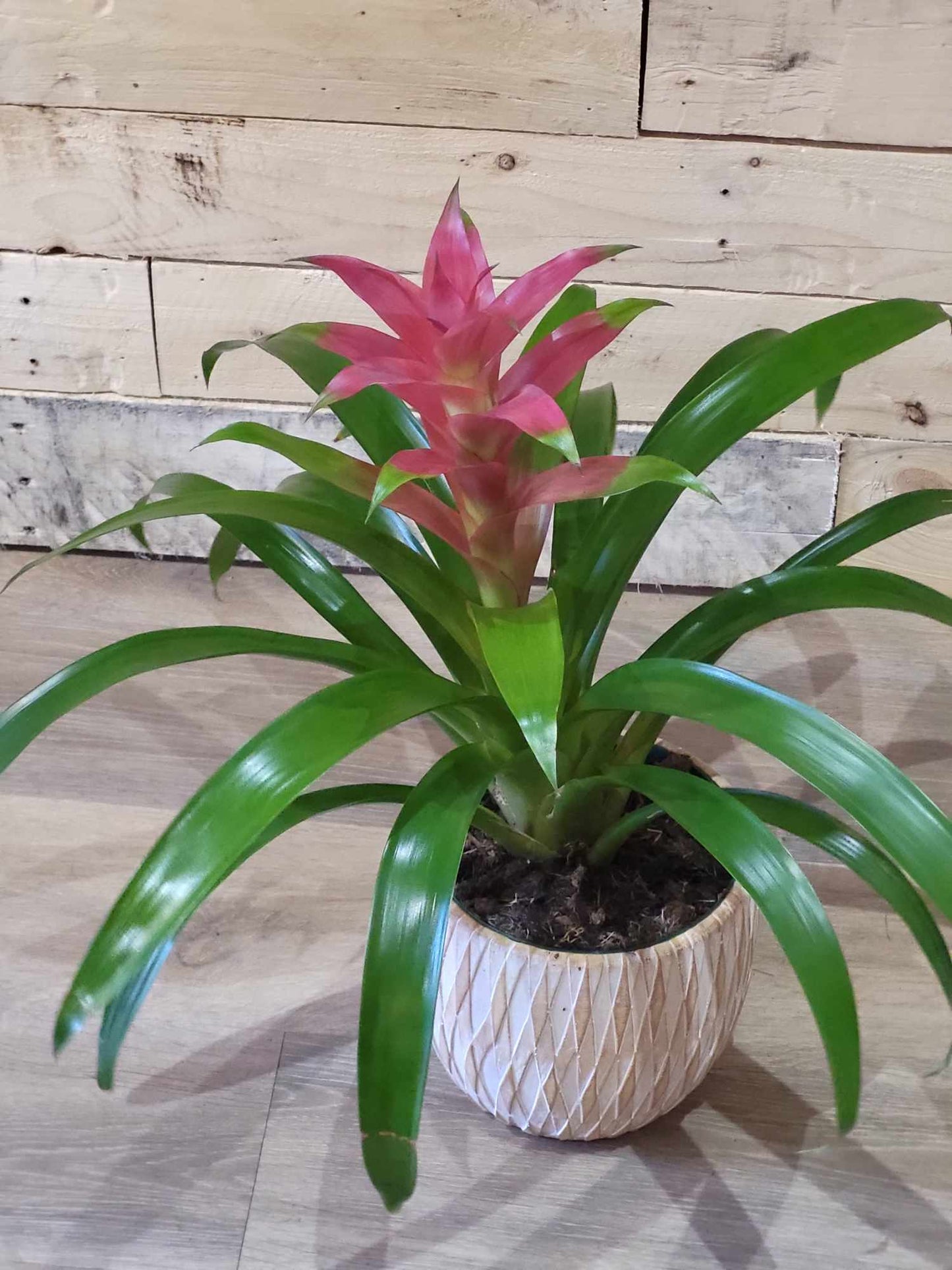 Guzmania