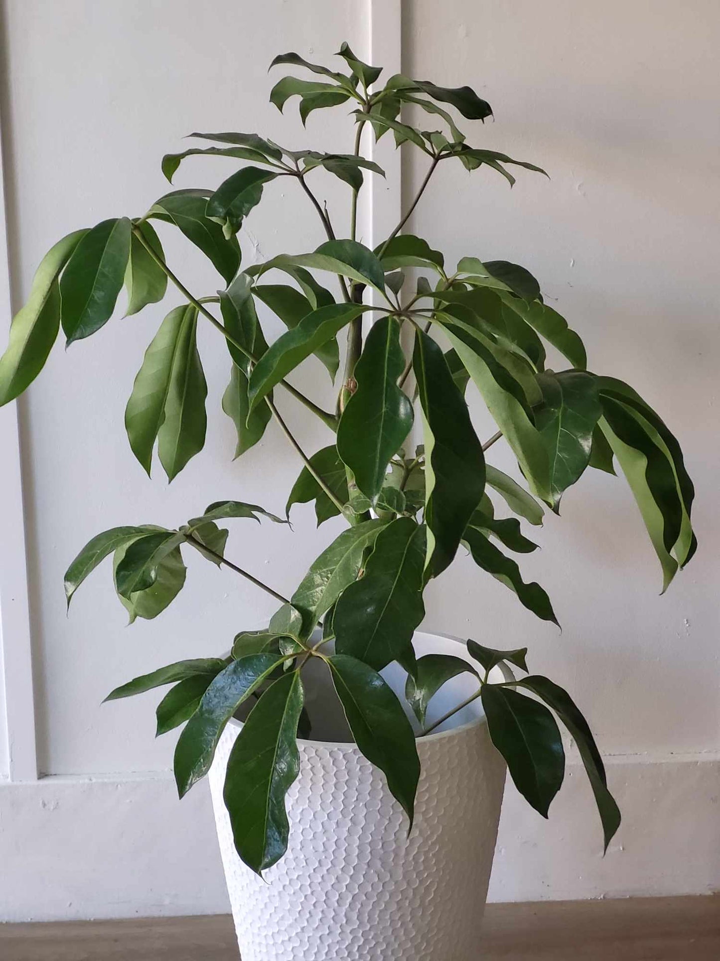 Schefflera
