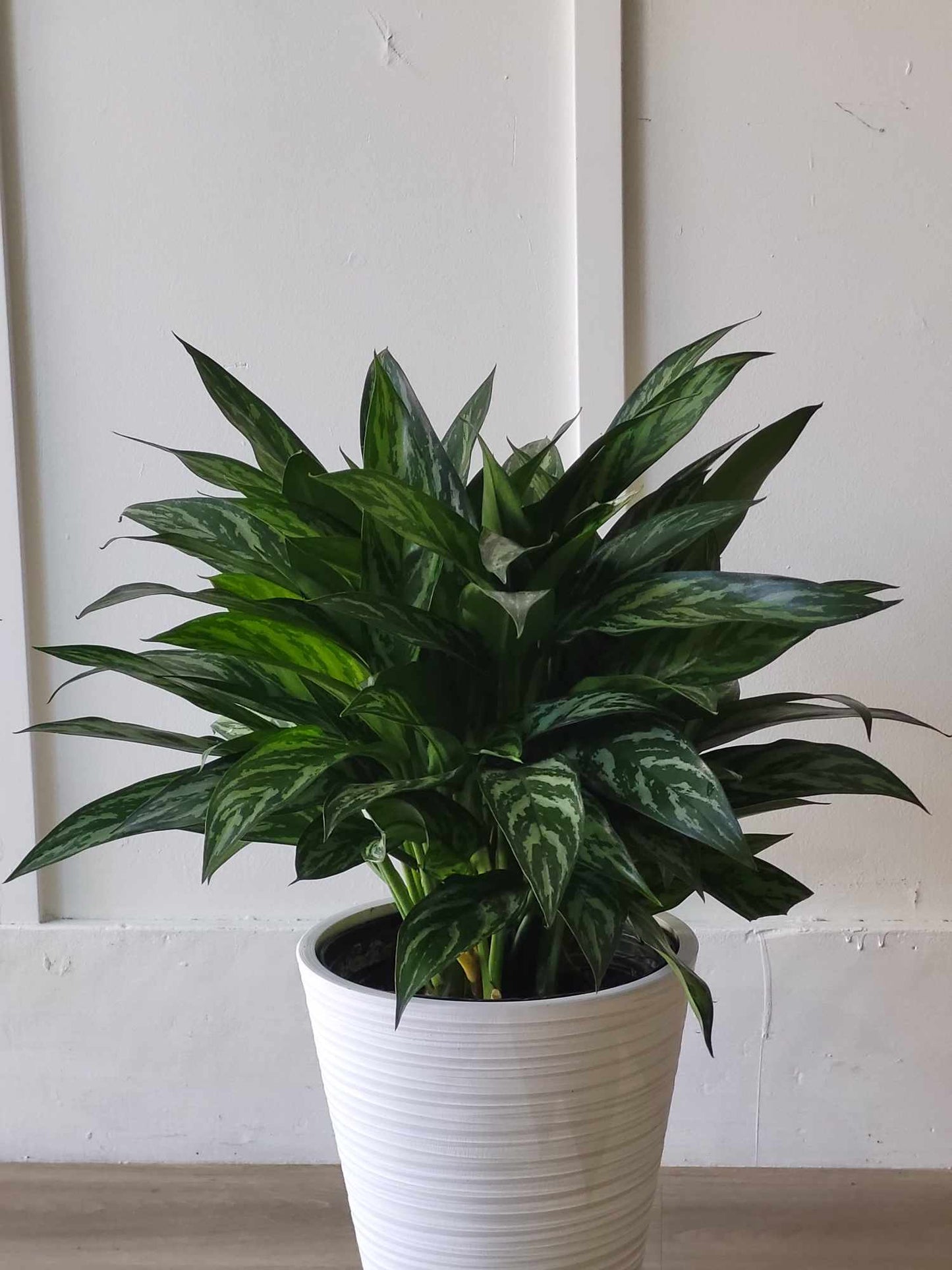 Aglaonema