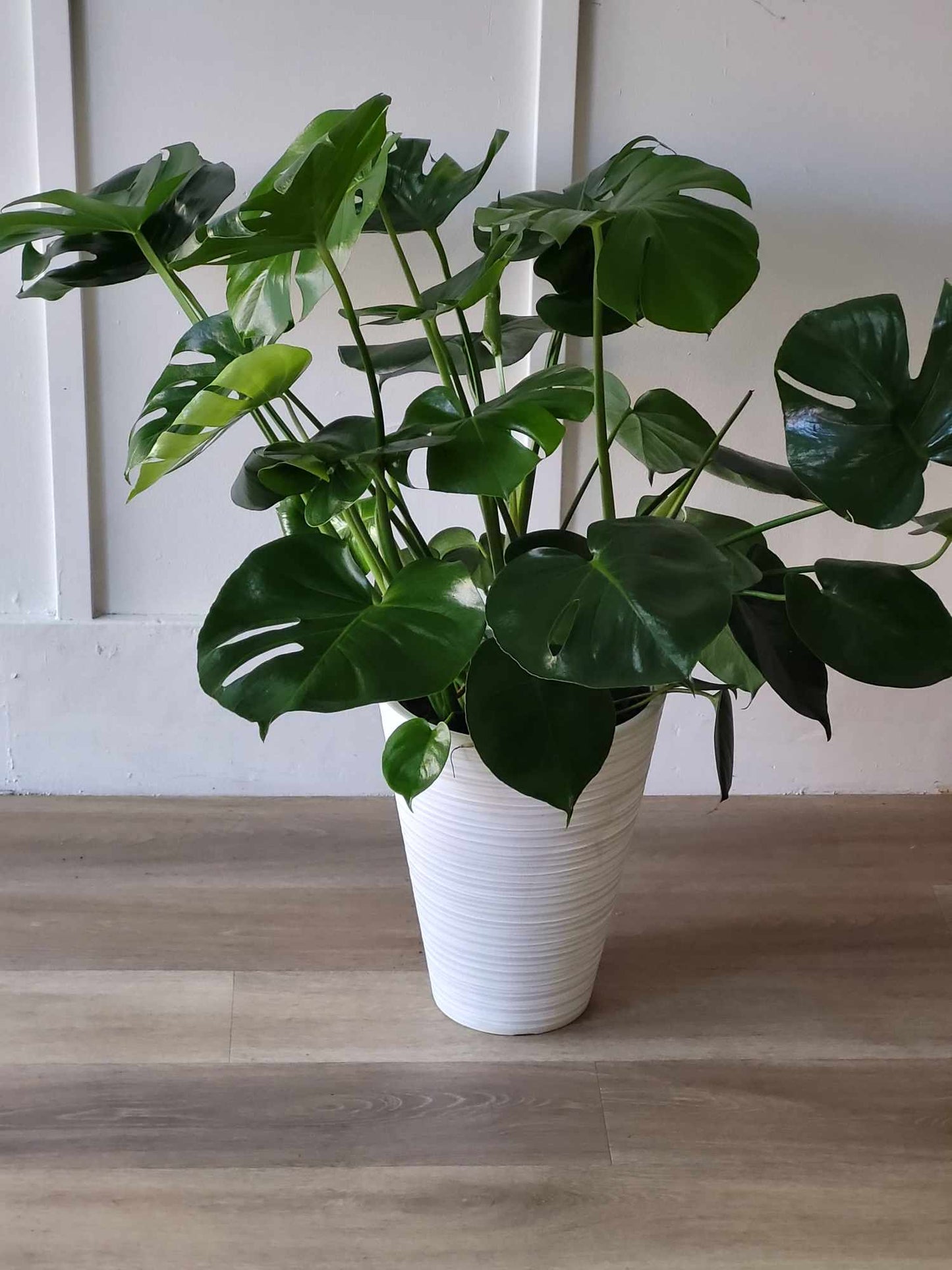 Monstera