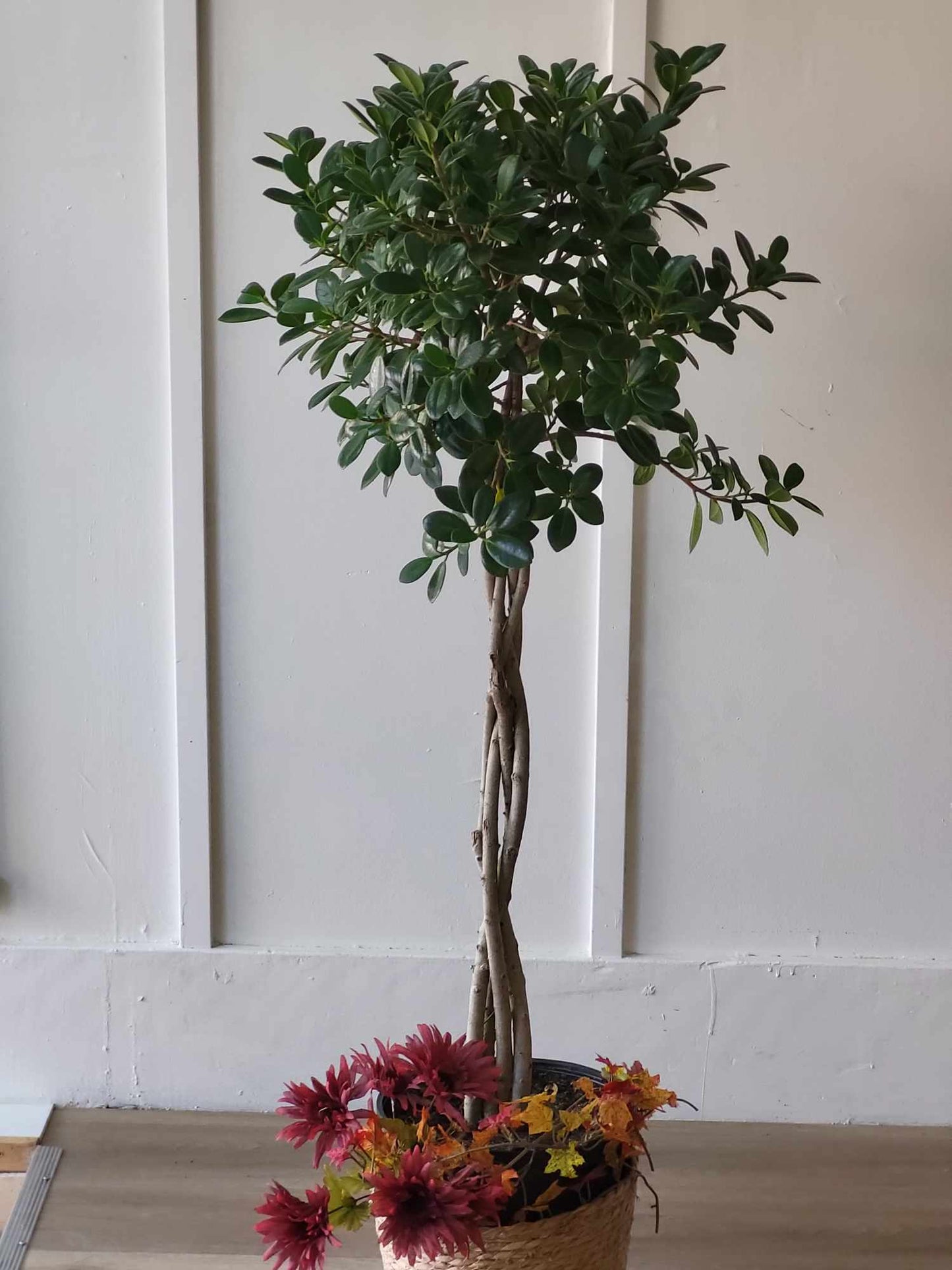 ficus