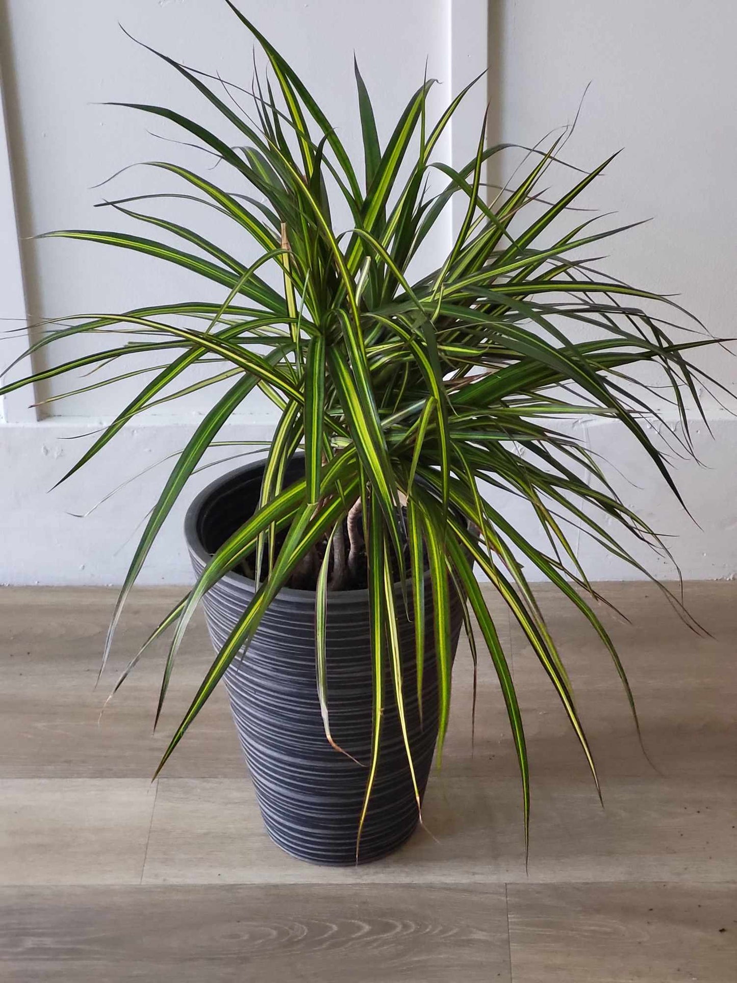 Dracena