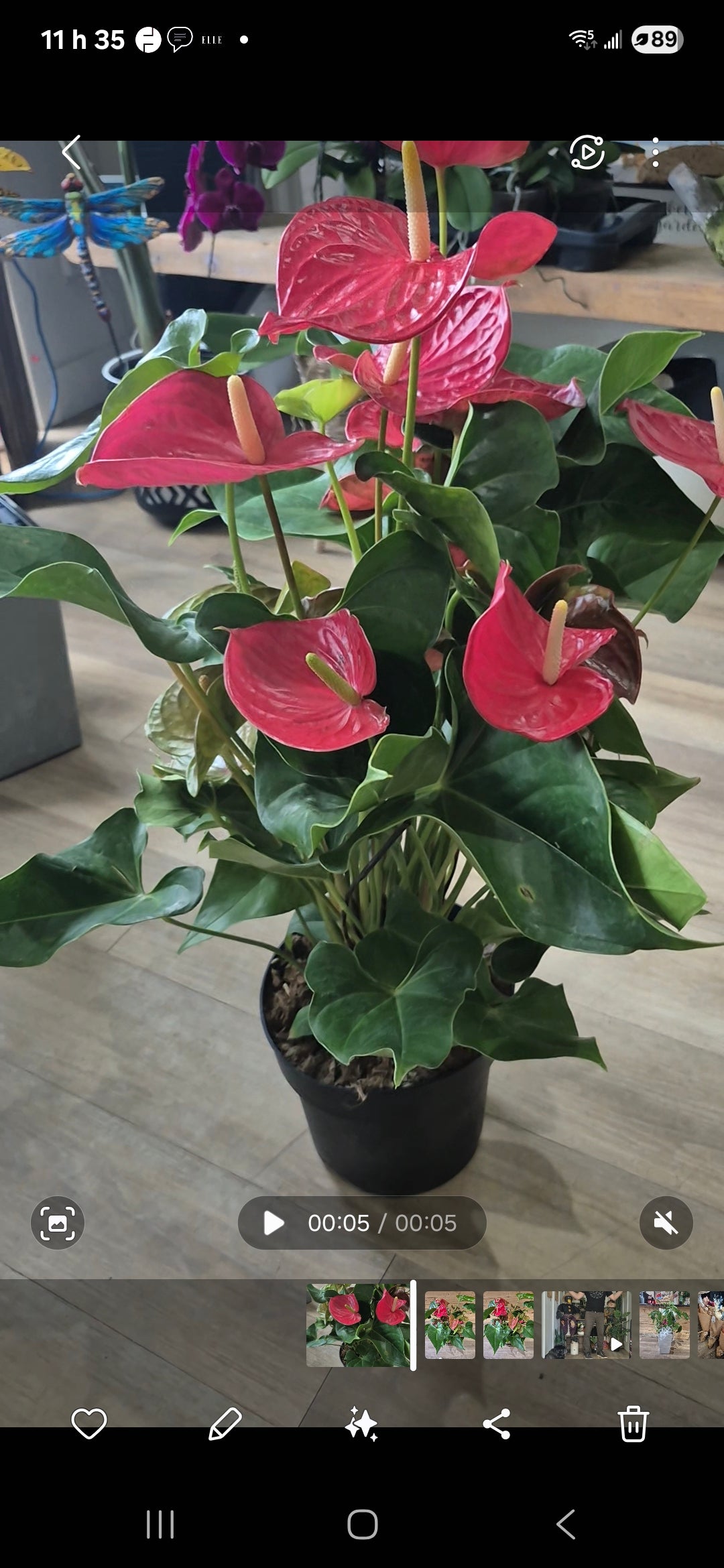 Anthurium