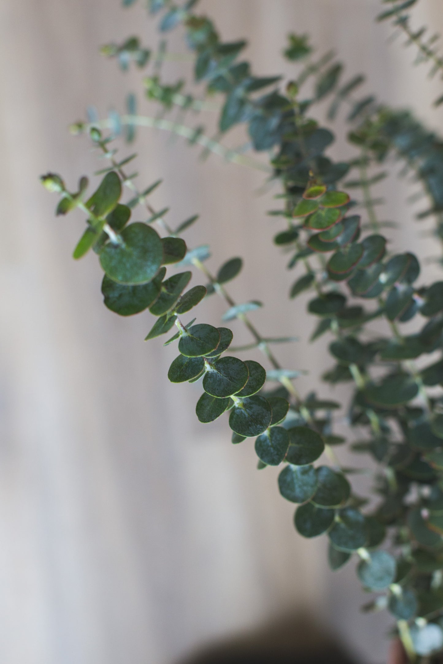 Bouquet - EUCALYPTUS