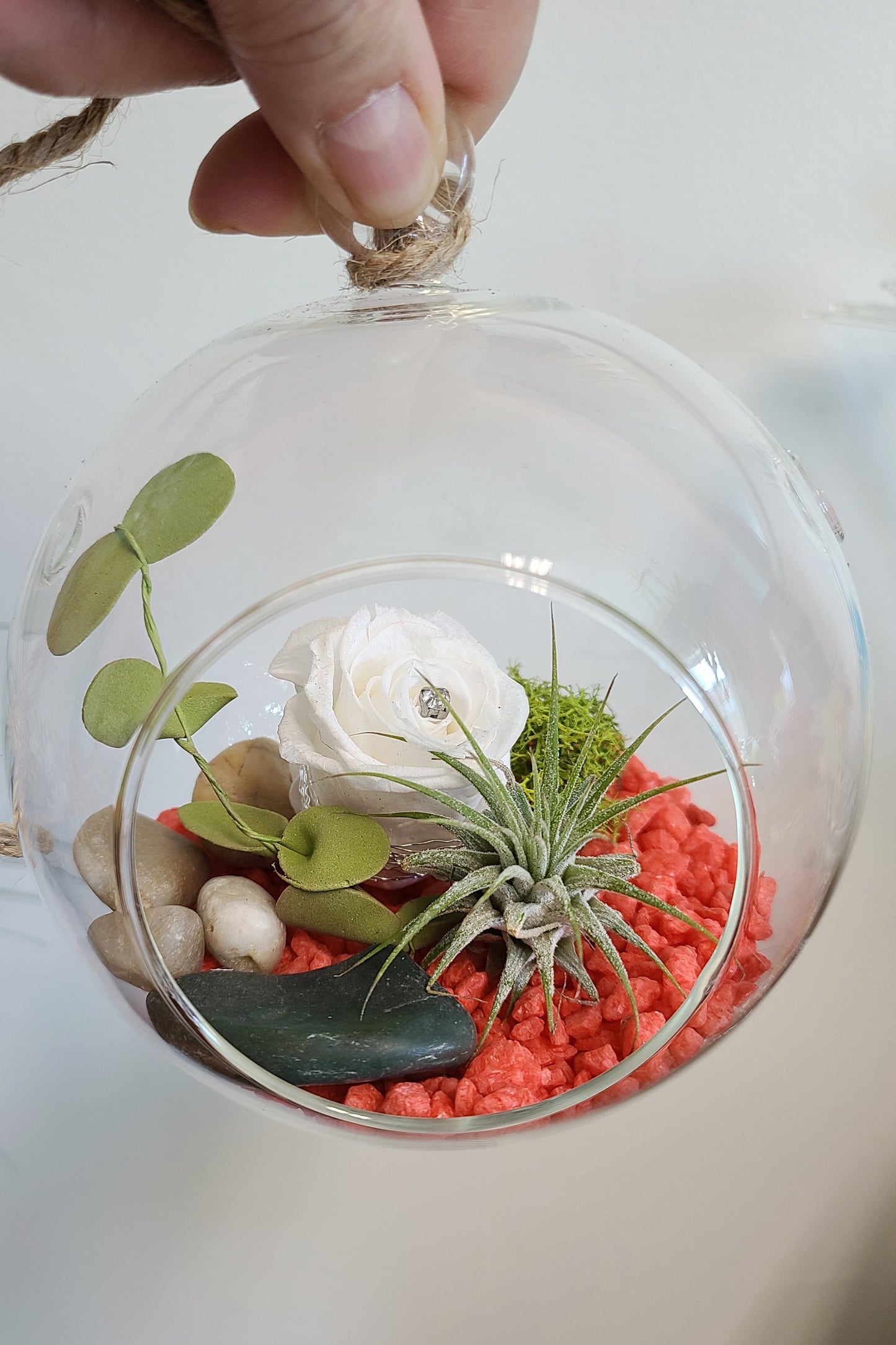 Rose éternelle et Tillandsias - DANS UNE BULLE