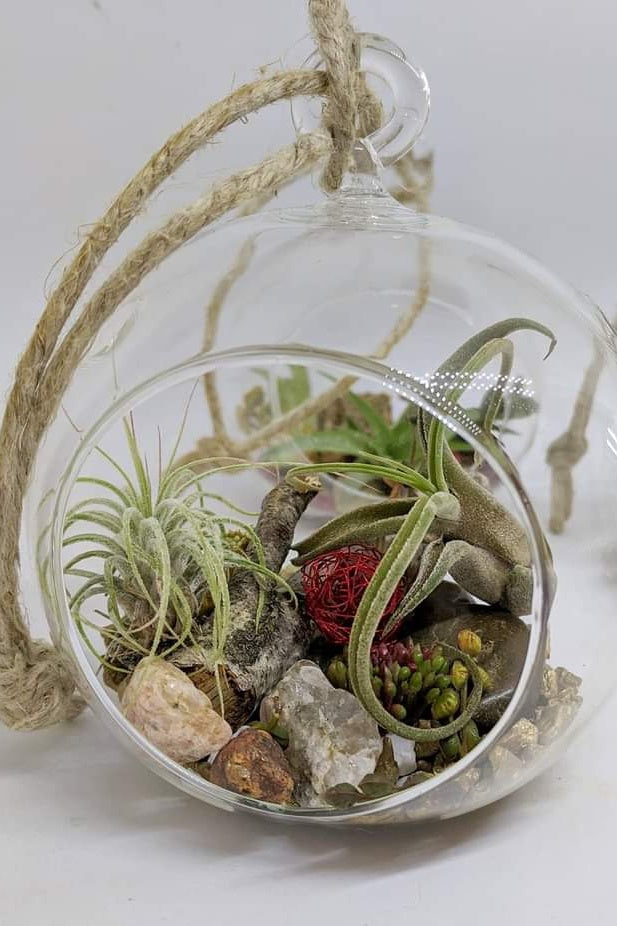 Rose éternelle et Tillandsias - DANS UNE BULLE