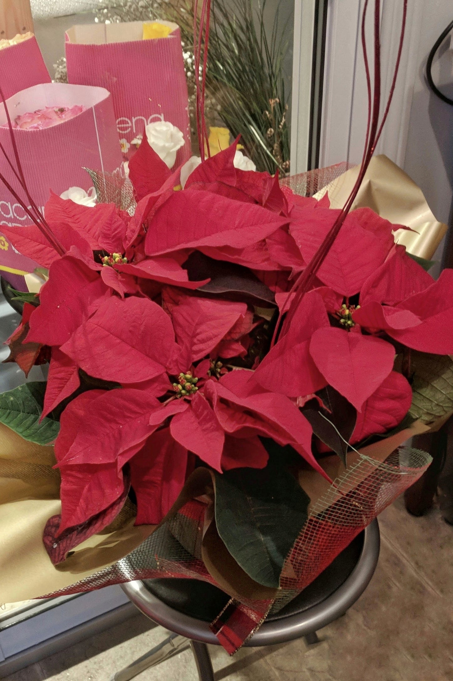 Poinsettias