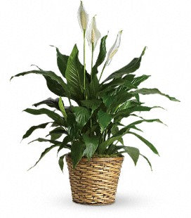 Choix de plusieurs plantes