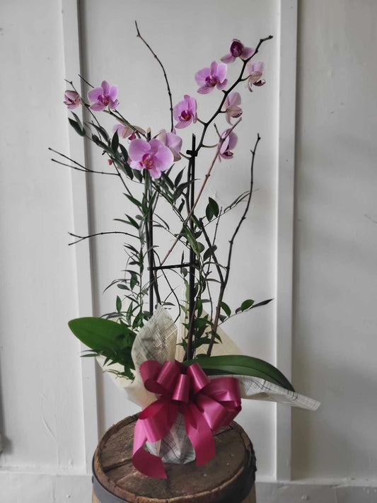 Plante funéraire - Orchidée