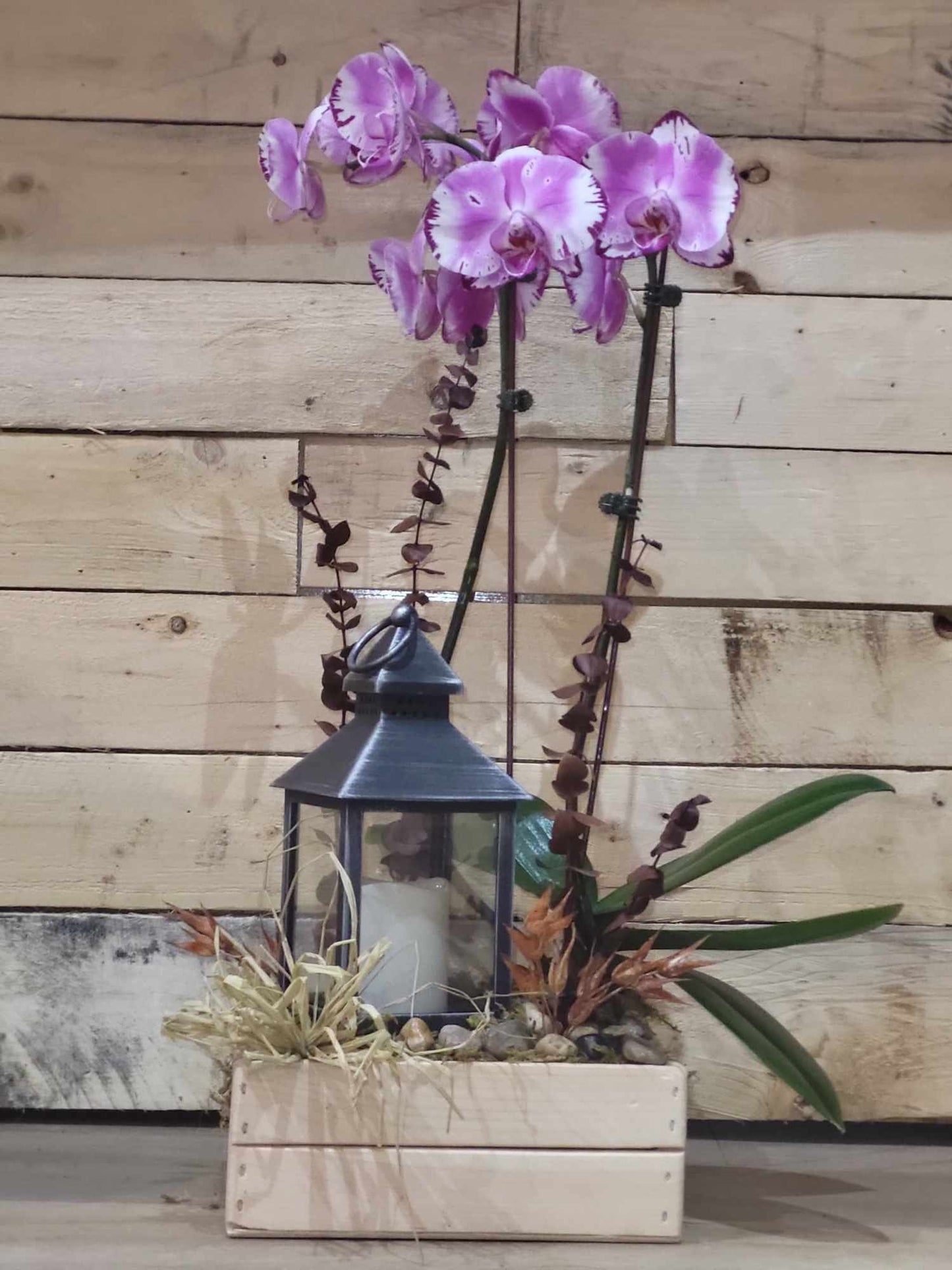 l orchidée avec lanterne