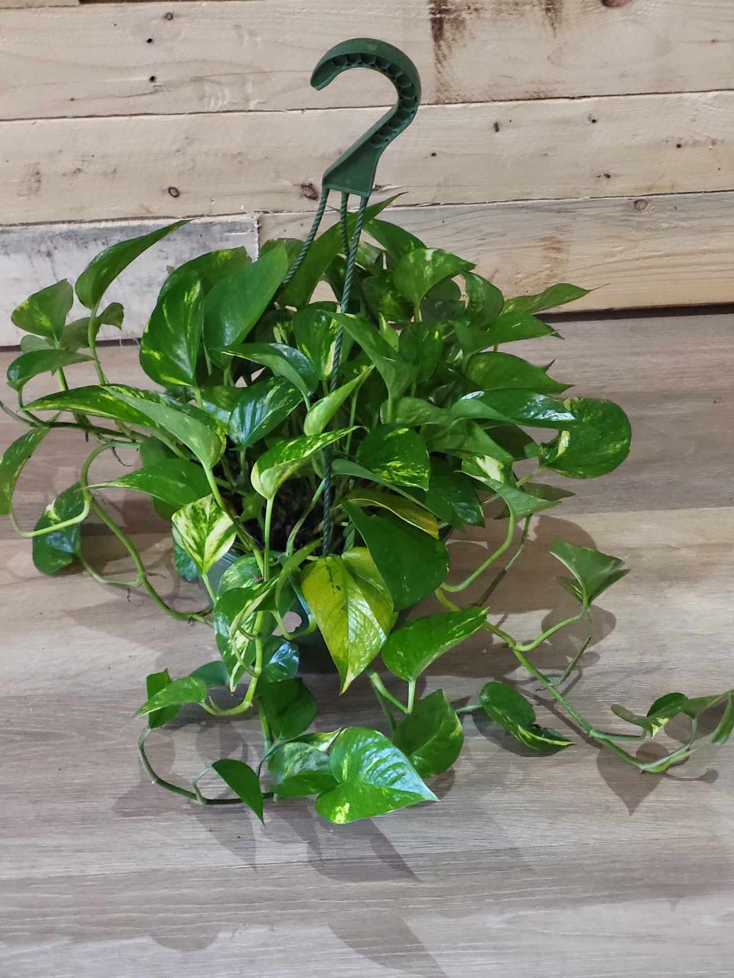 Pothos