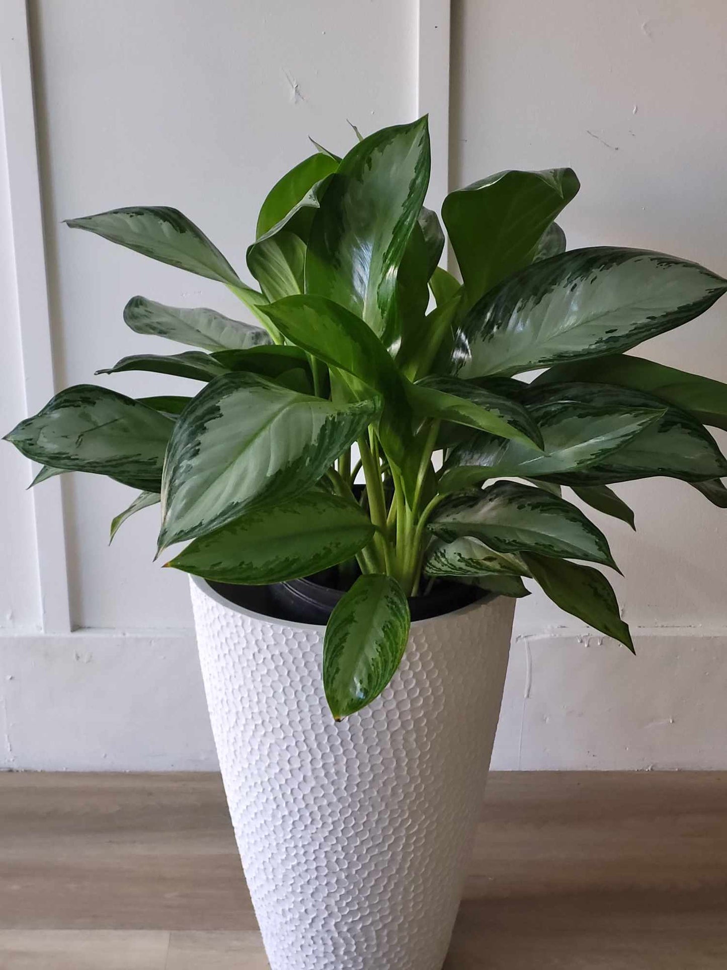 Aglaonema