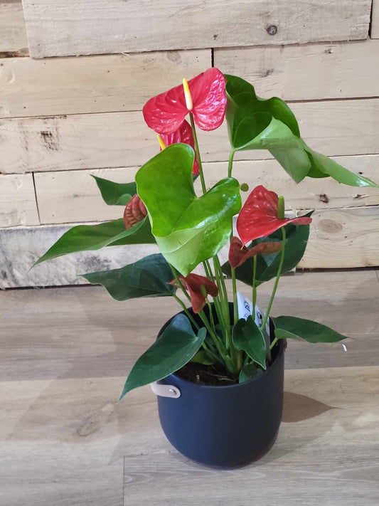 Anthurium