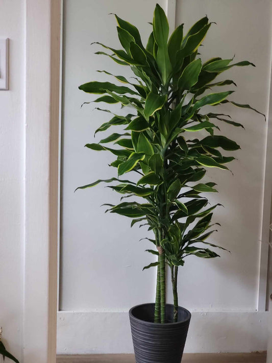 Dracena