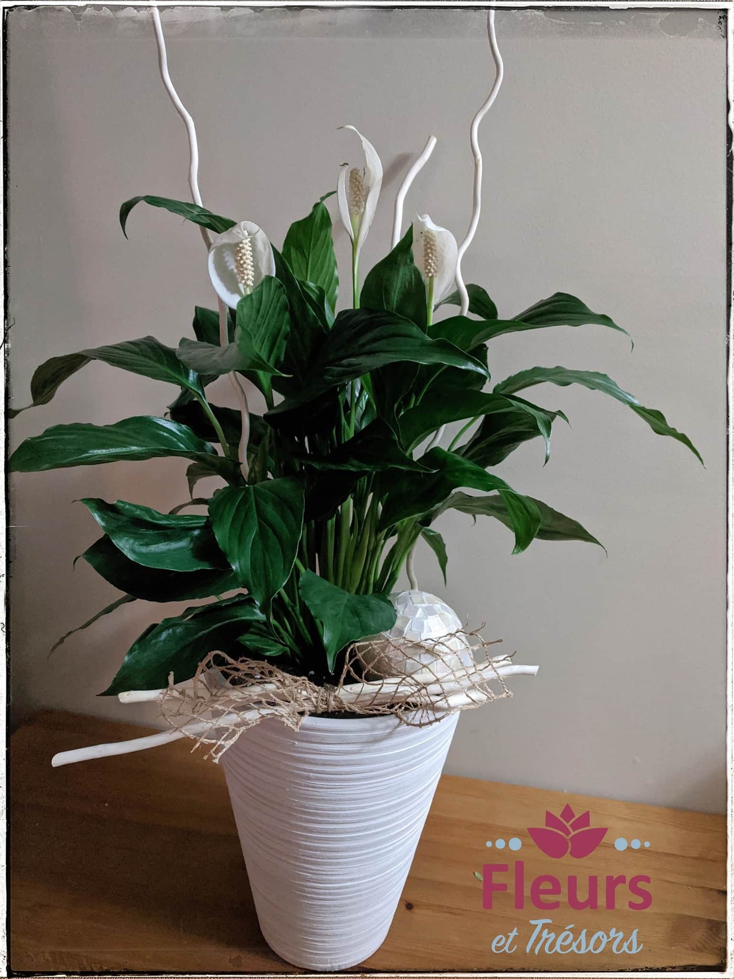 Plante funéraire - Pot décoratif blanc