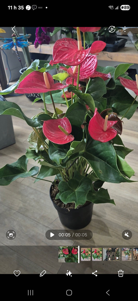 Anthurium