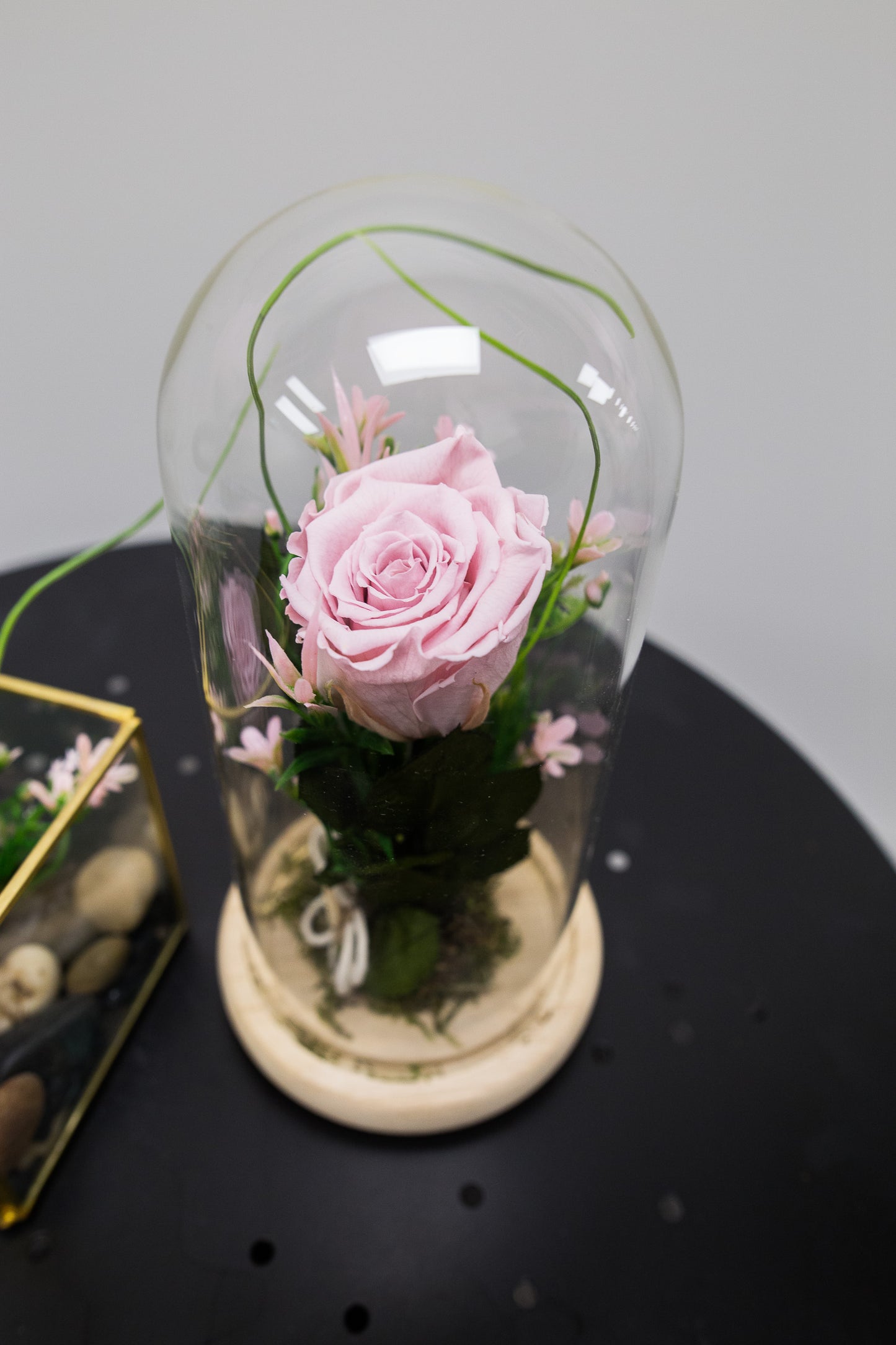 Rose éternelle - NATURE