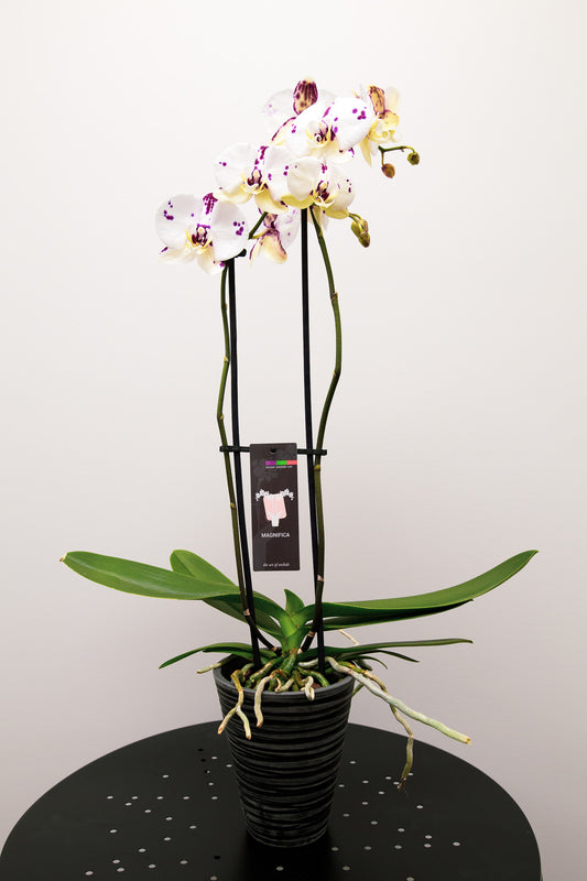 Plante d'intérieur - Orchidée