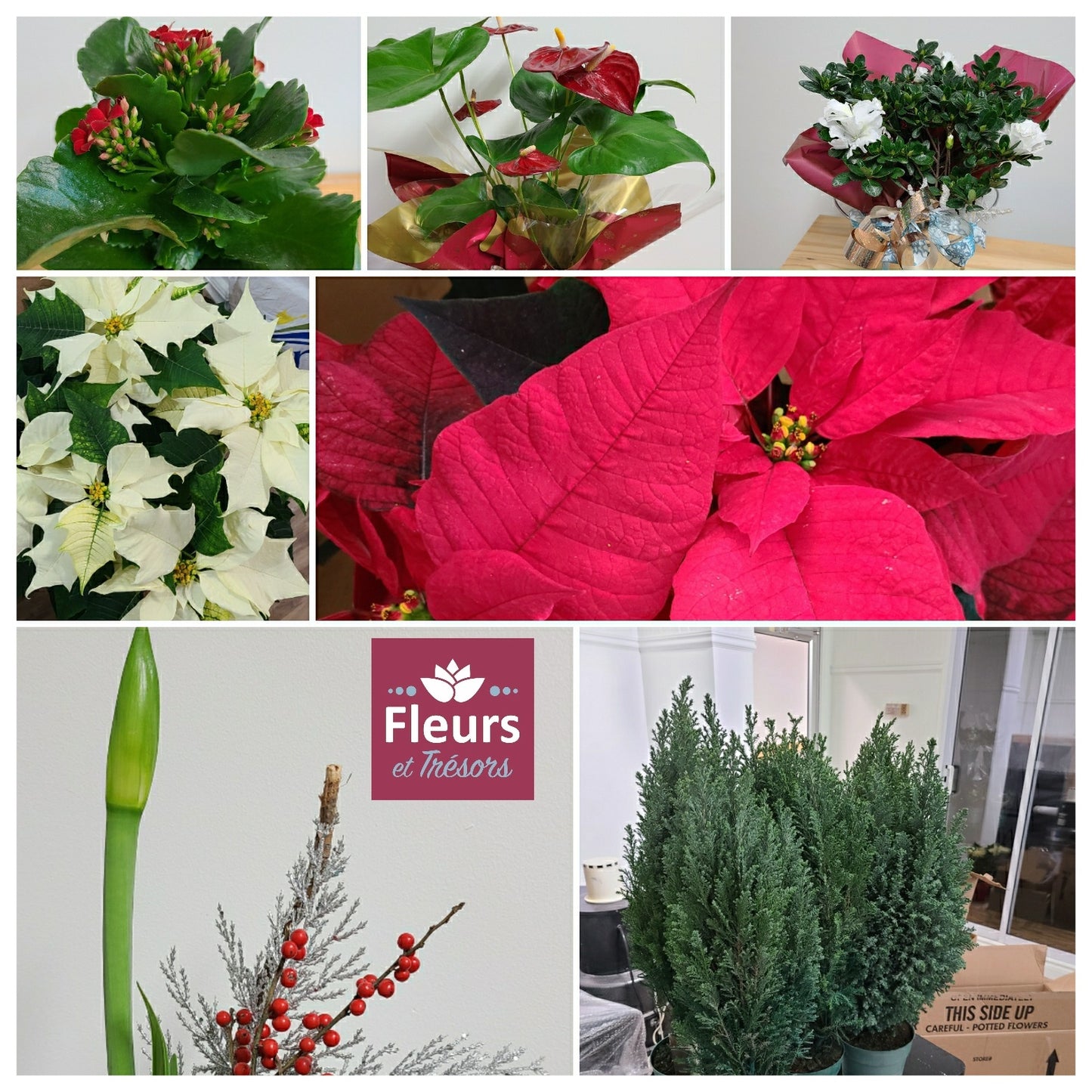 Plante de Noël